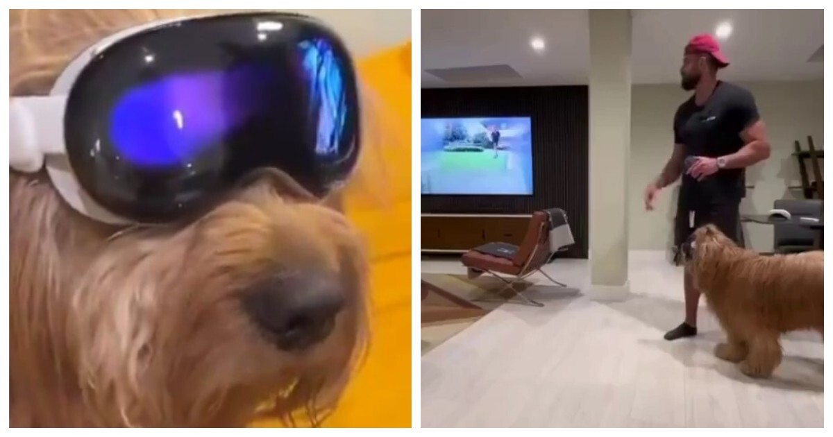 Пёс протестировал шлем дополненной реальности