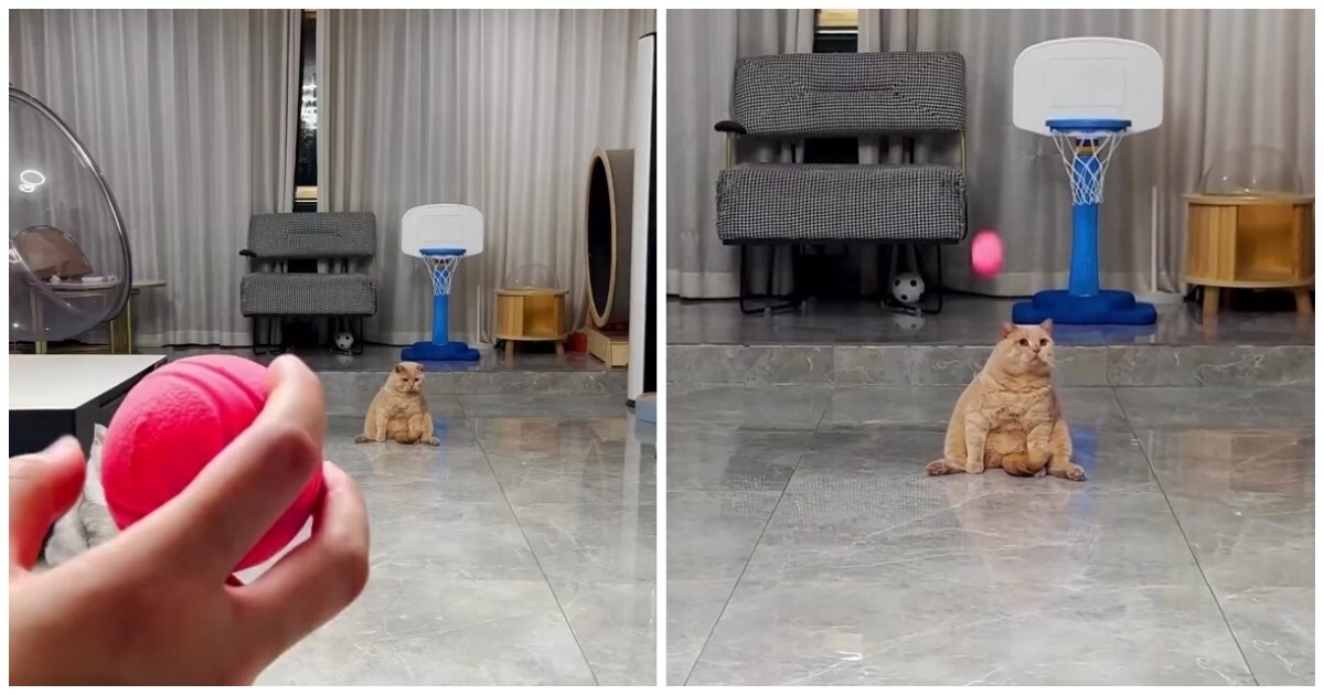 Попытка упитанного кота поймать мяч