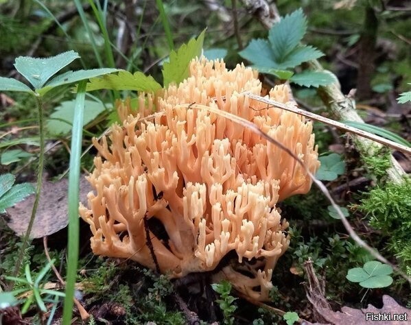 Оленьи рожки