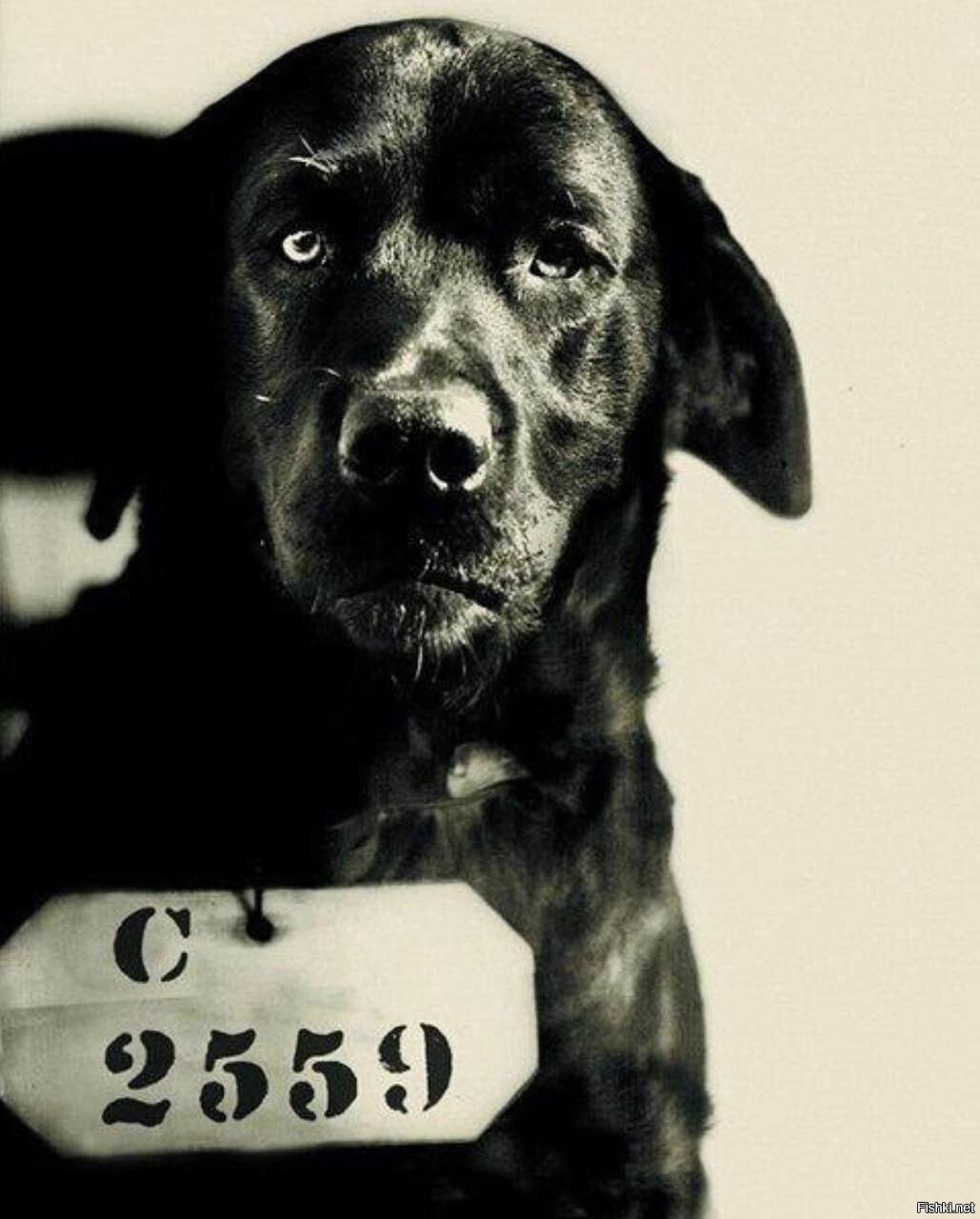 На этом фото пёс по кличке Пип, осуждённый на пожизненное заключение за убийс...