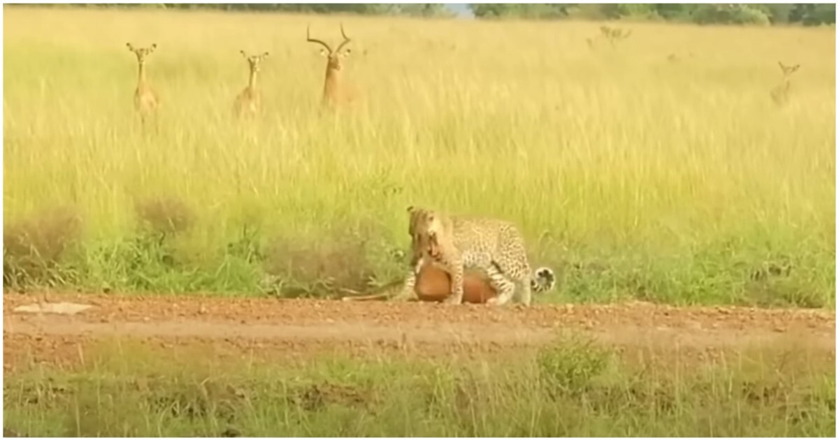 Внезапное нападение леопарда на антилопу