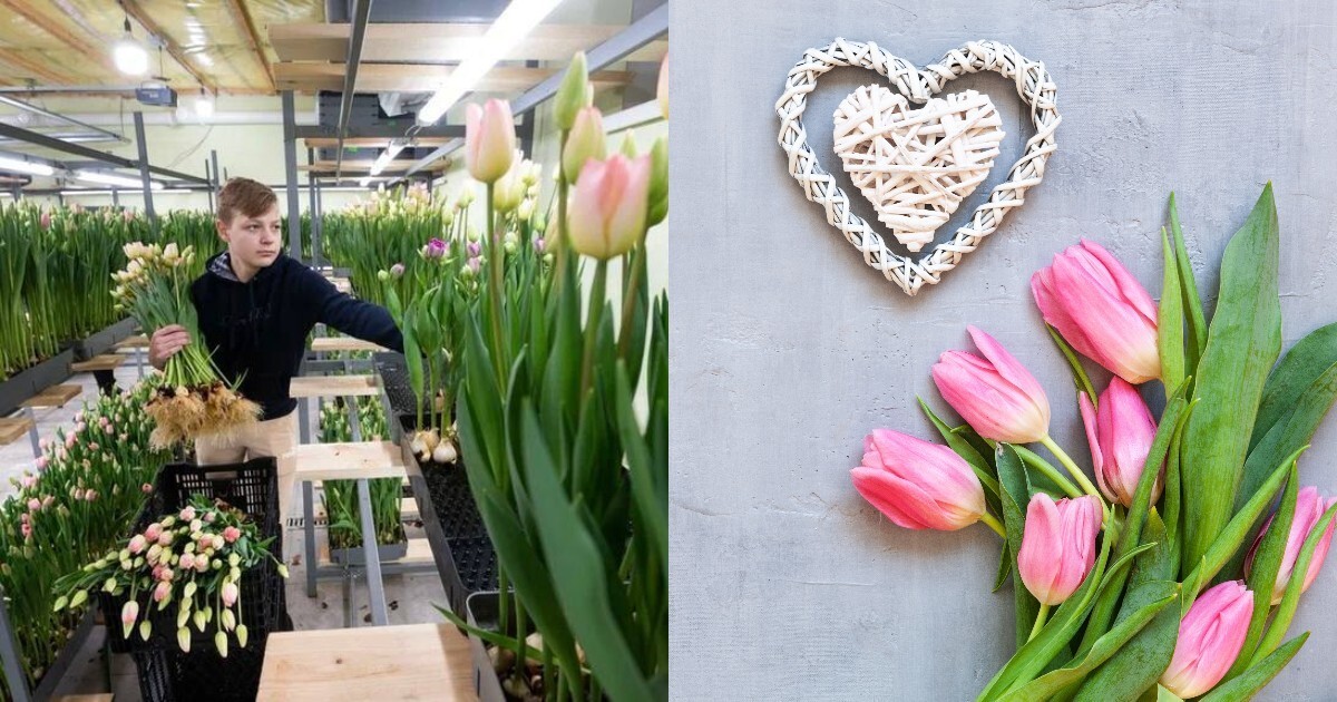 14-летний школьник  из Ленобласти заработал больше миллиона рублей, продав тюльпаны на День всех влюбленных
