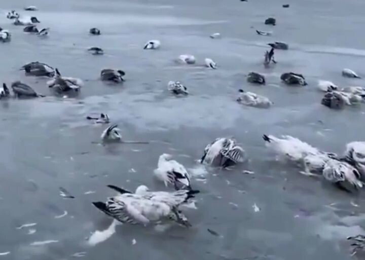 В Китае резко похолодало на 50 градусов. Тысячи птиц замёрзли заживо