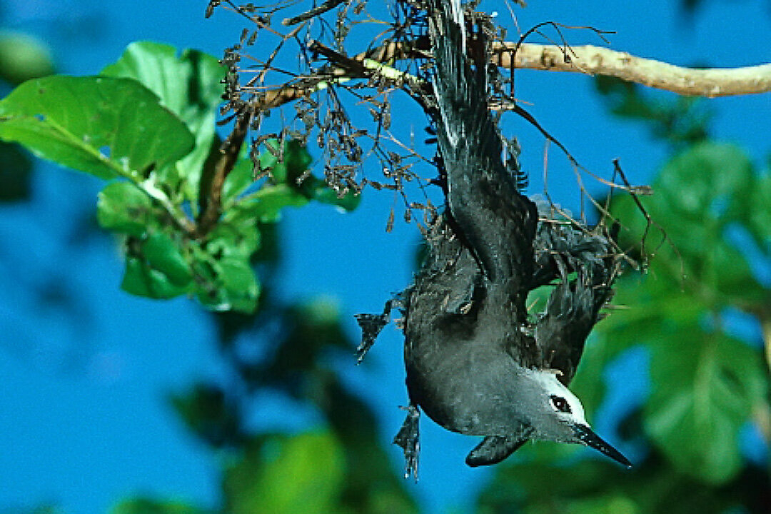 Дерево-маньяк ловит птиц: зачем оно это делает?