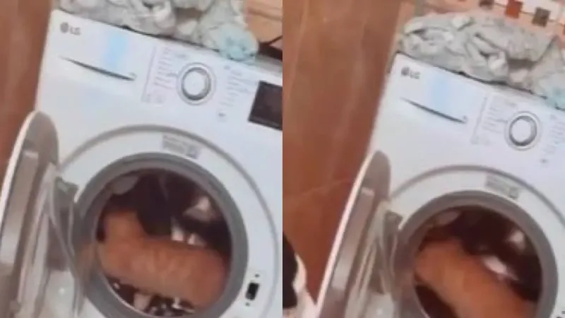 Для утренних пробежек: кот использует стиральную машинку в качестве тренажёра