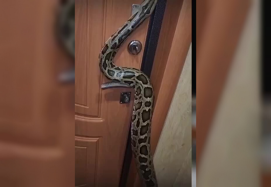 Страшный сон для тех, кто боится змей