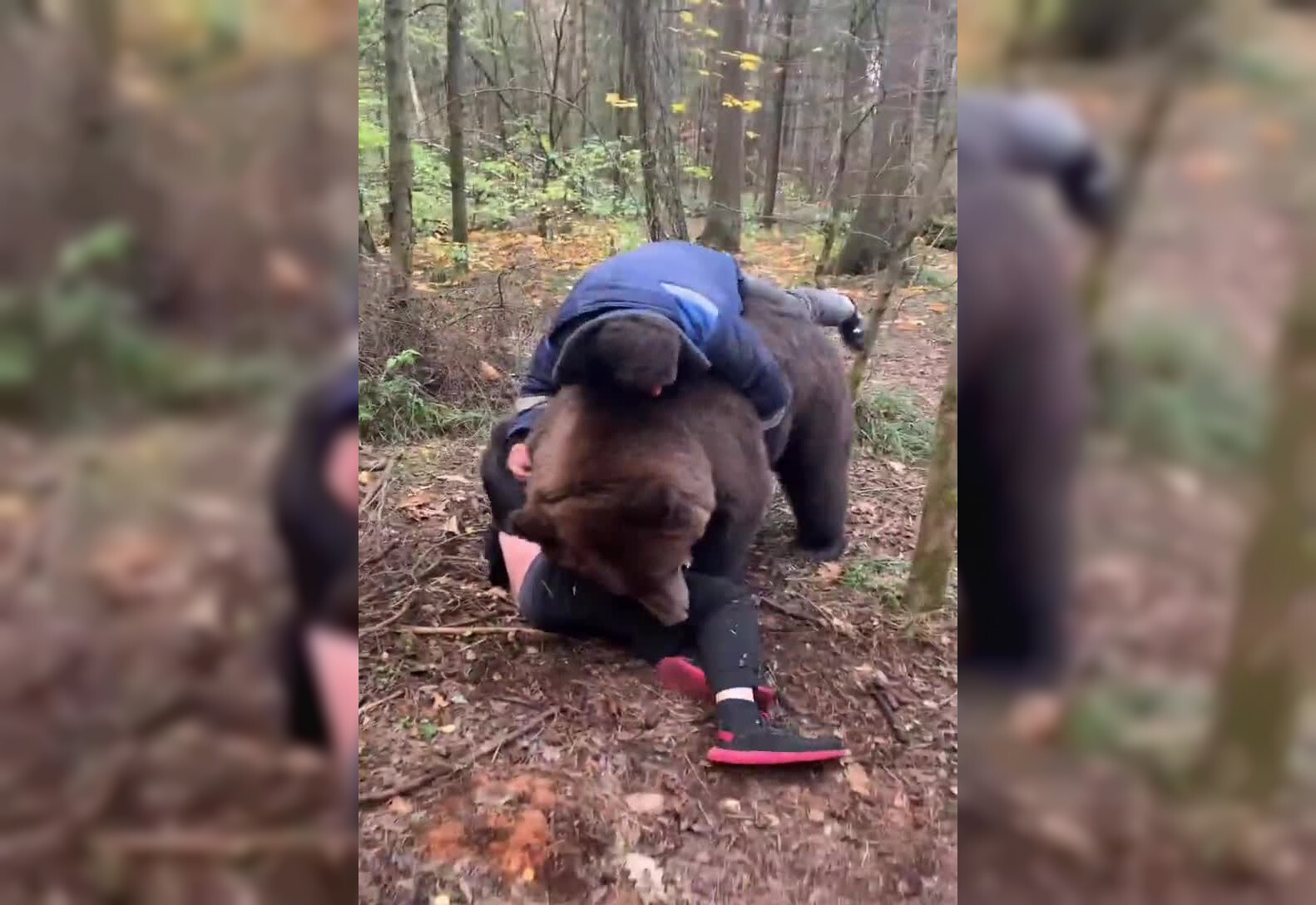 Мужчины играют с медведем