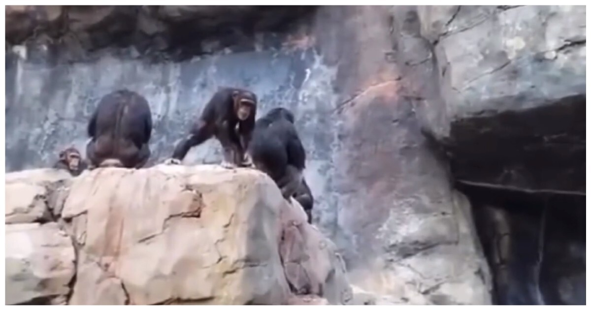 Задиристый детёныш шимпанзе получил нагоняй от мамы