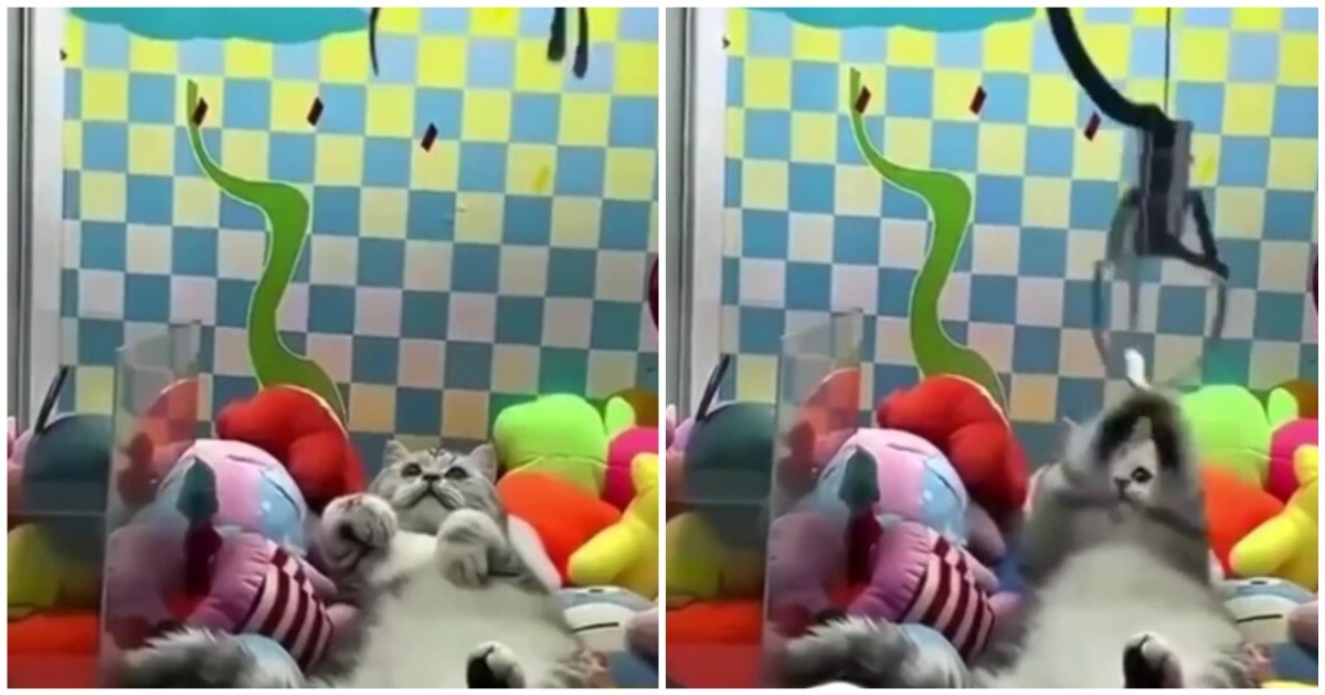 Лучший приз: кот залез в автомат с игрушками