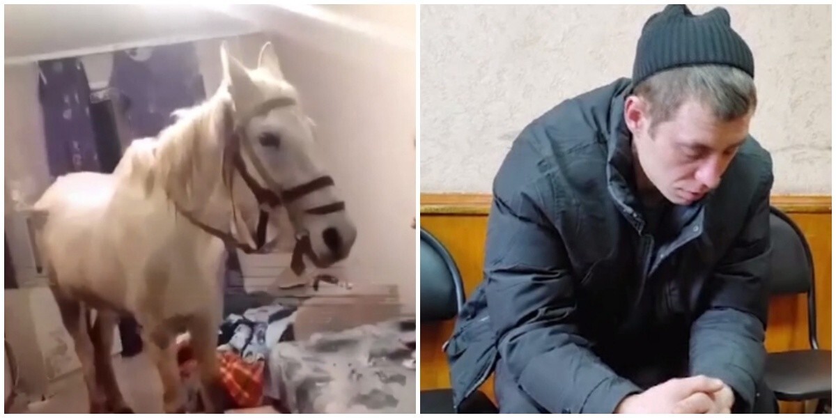 “Никаких кобыл”: мужчина, притащивший лошадь в квартиру, раскаялся в своём поступке