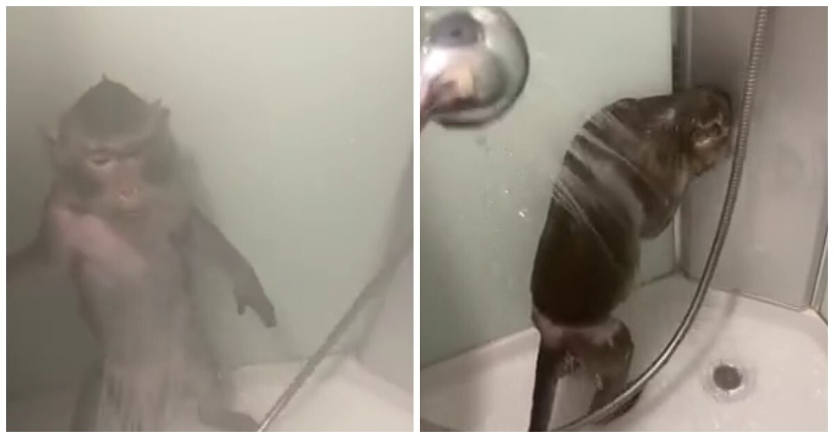 Обезьянка принимает душ