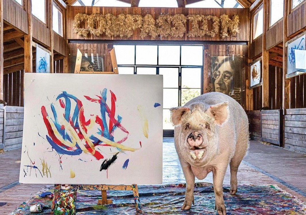 В ЮАР умерла свинья-художник, которая заработала на картинах более $1 млн