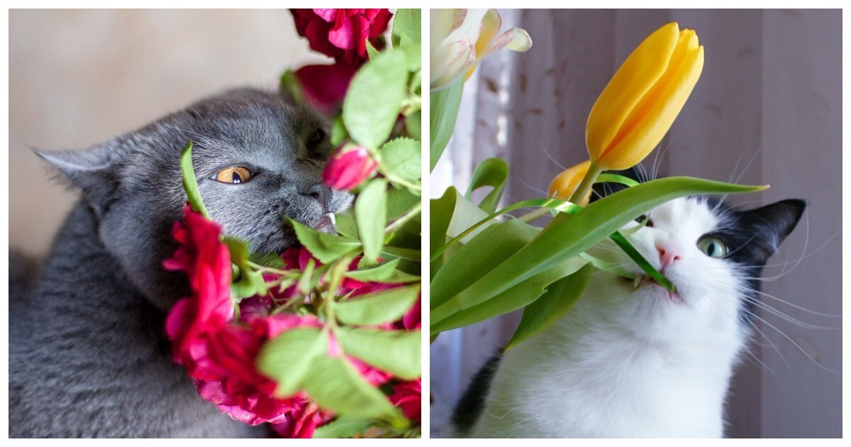 Коты, которые едят цветы