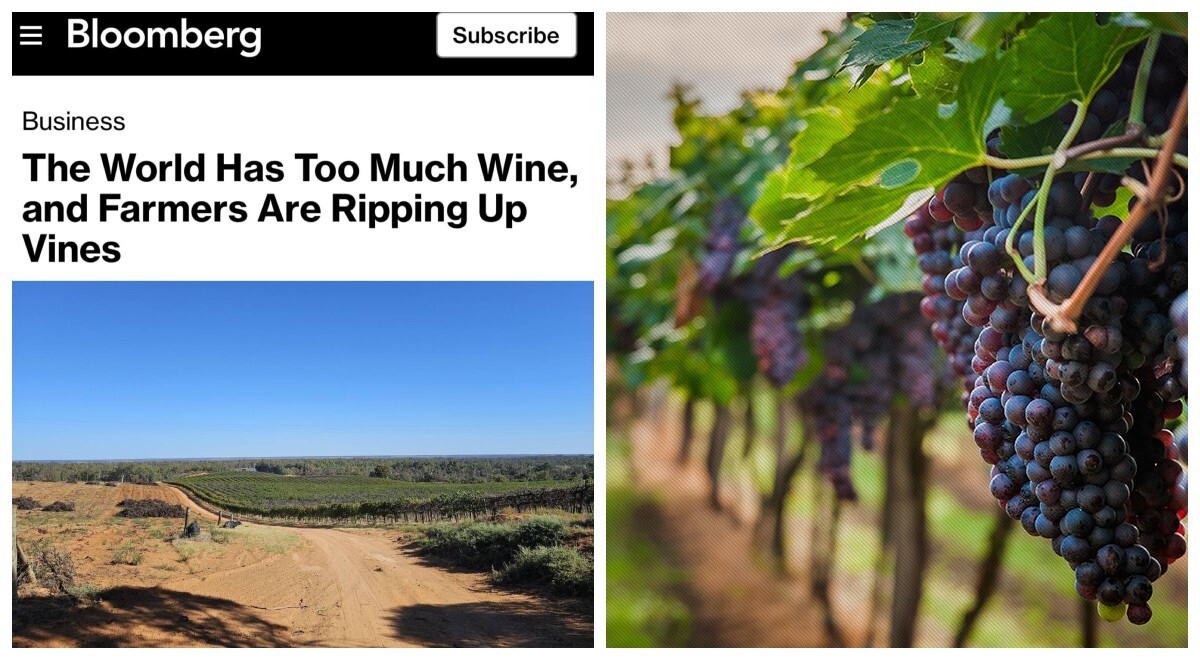 "В мире слишком много вина". Почему фермеры сжигают виноградники