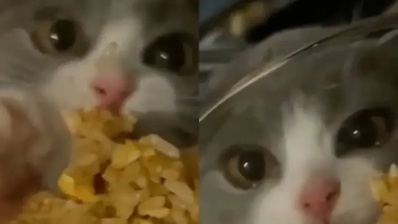 Кот пытается добраться до еды в тарелке