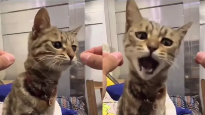 Кот пытается укусить сосиску, которой нет