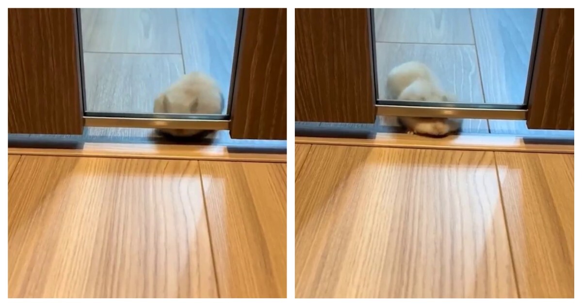 Хомяк пытается пролезть под дверью