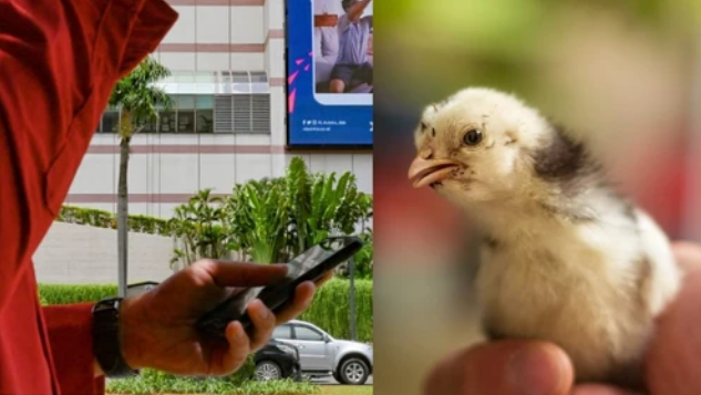 На тебе цыпленка вместо смартфона! Индонезия борется с детской зависимостью