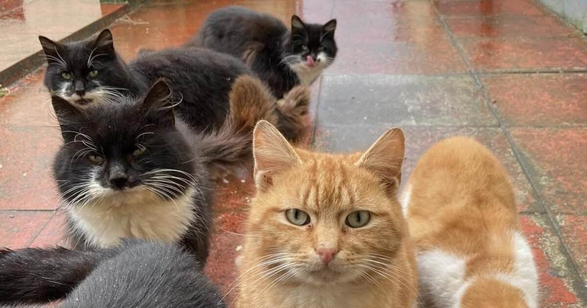 Орда одичавших кошек нарушила спокойствие шотландского острова Барра