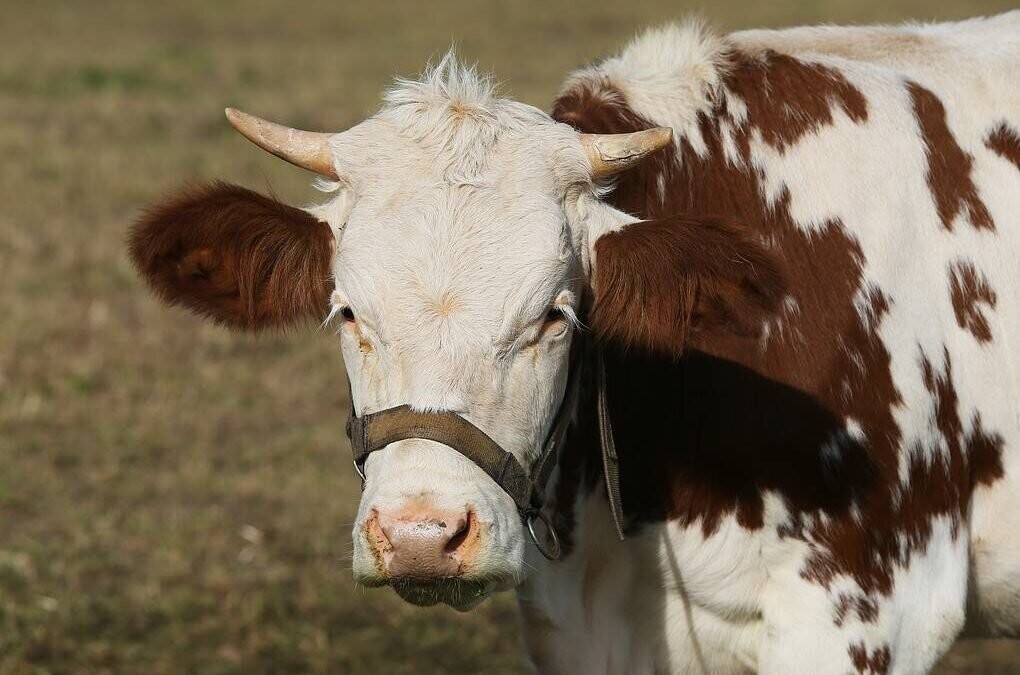 На Кубани впервые клонировали корову и получили неожиданный результат