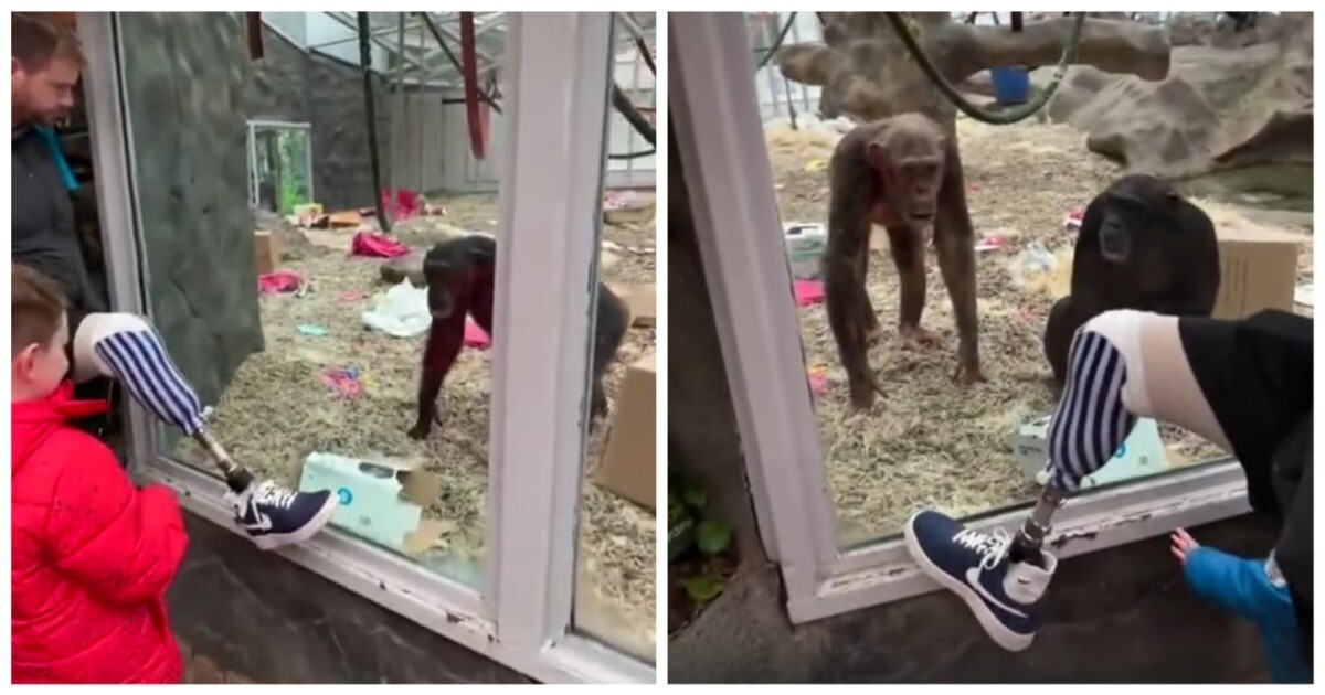 Реакция обезьян на мужчину с протезом