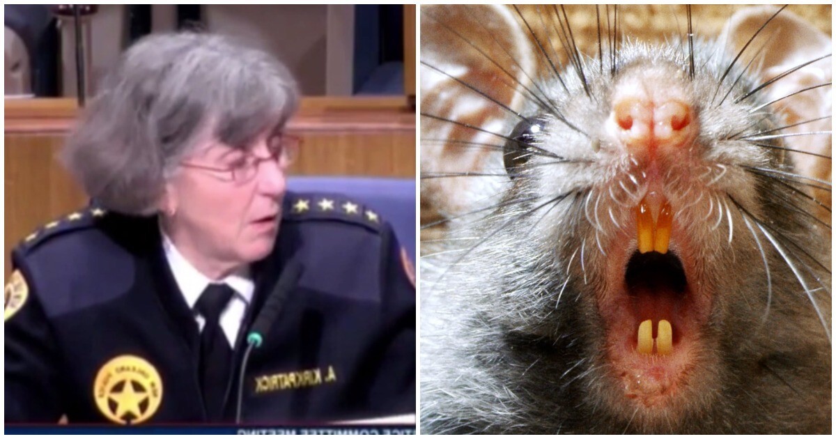 Глава полиции американского города пожаловалась на заполонивших участок крыс-наркоманов