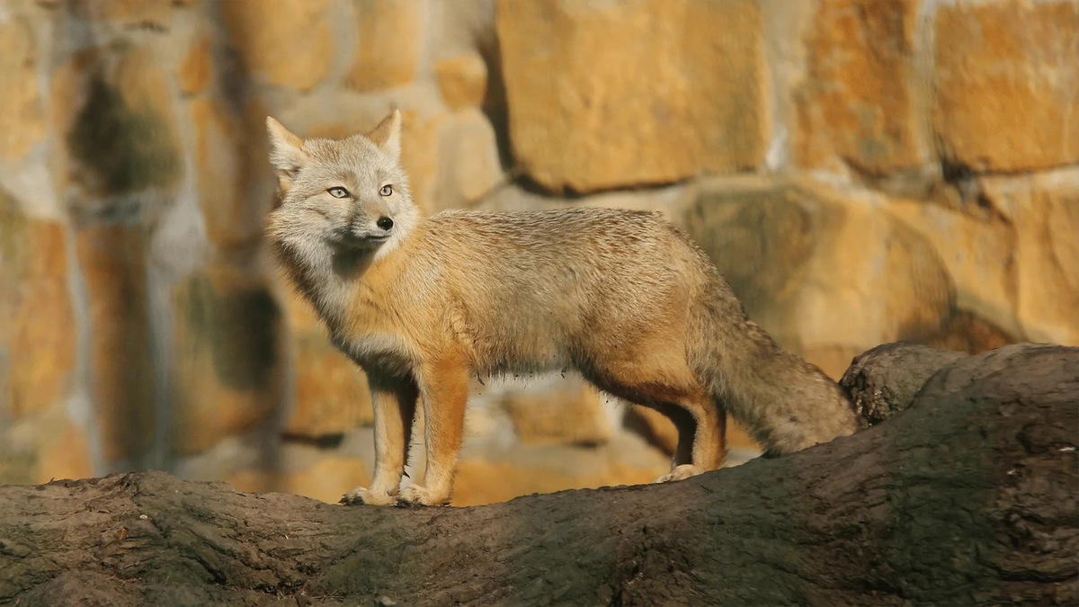 Корсак: лисица Великой степи
