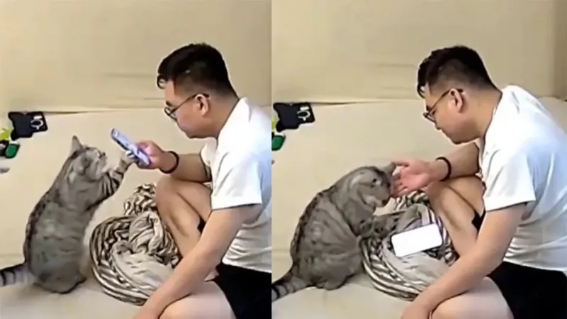 Кот отвлёк внимание хозяина от смартфона
