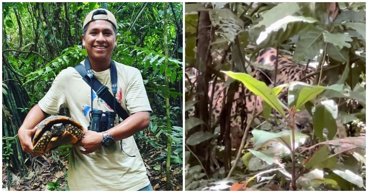 Ягуар выскочил на туристов в джунглях Перу
