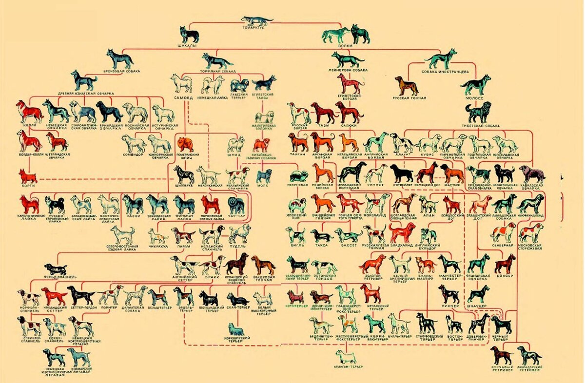 Породы волчьих и шакальих кровей: как по характеру собаки можно определить её предка?
