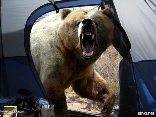 ...после прибытия на место, Мичио обратил внимание на крупного медведя, котор...