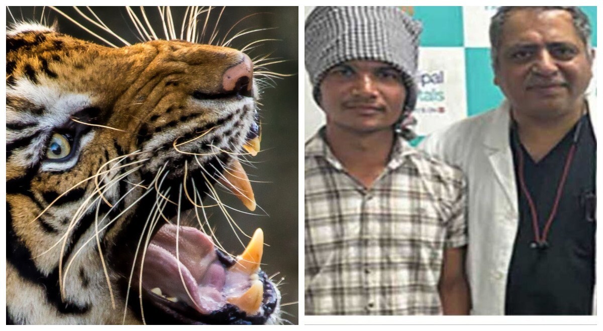В Индии подростку удалось спастись от тигра, потянув его за язык