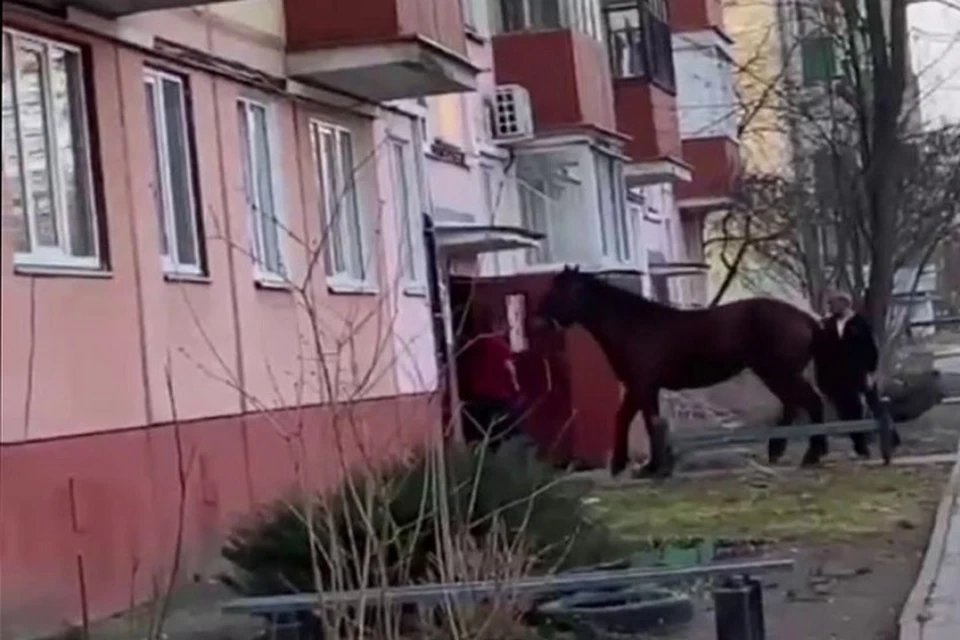 Пьяный белорус привёл домой коня в качестве сюрприза для сына в Гомеле
