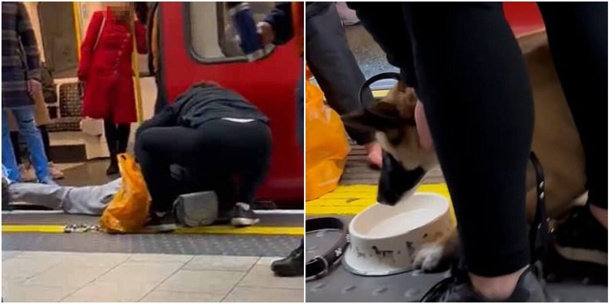 Пассажиры поезда спасли собаку, упавшую на рельсы