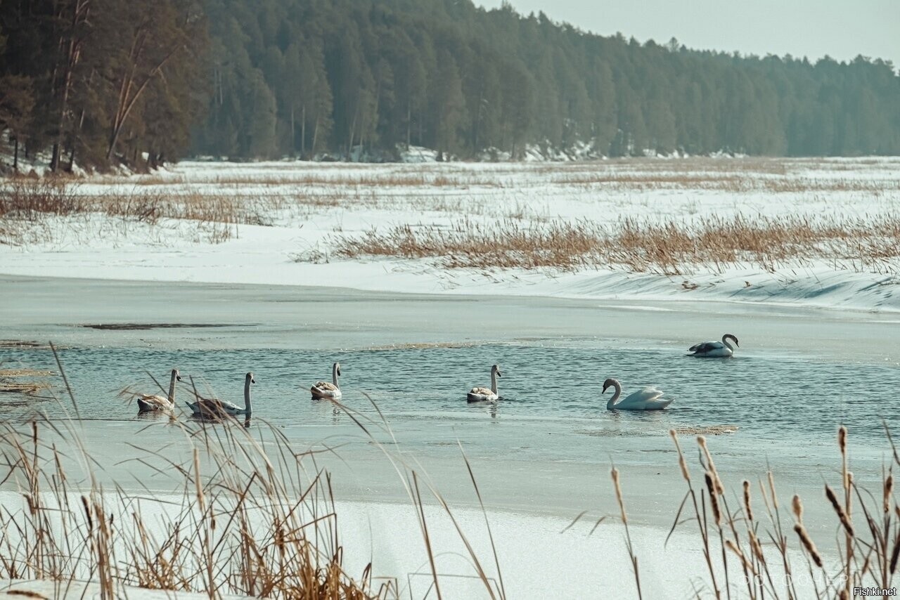 Пермский Край у нас лебеди прилетели 