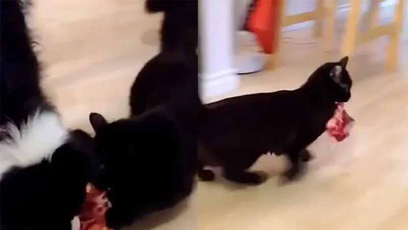 Кот похитил кусок мяса из миски пса