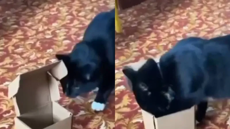 Кот пытается залезть в маленькую коробку