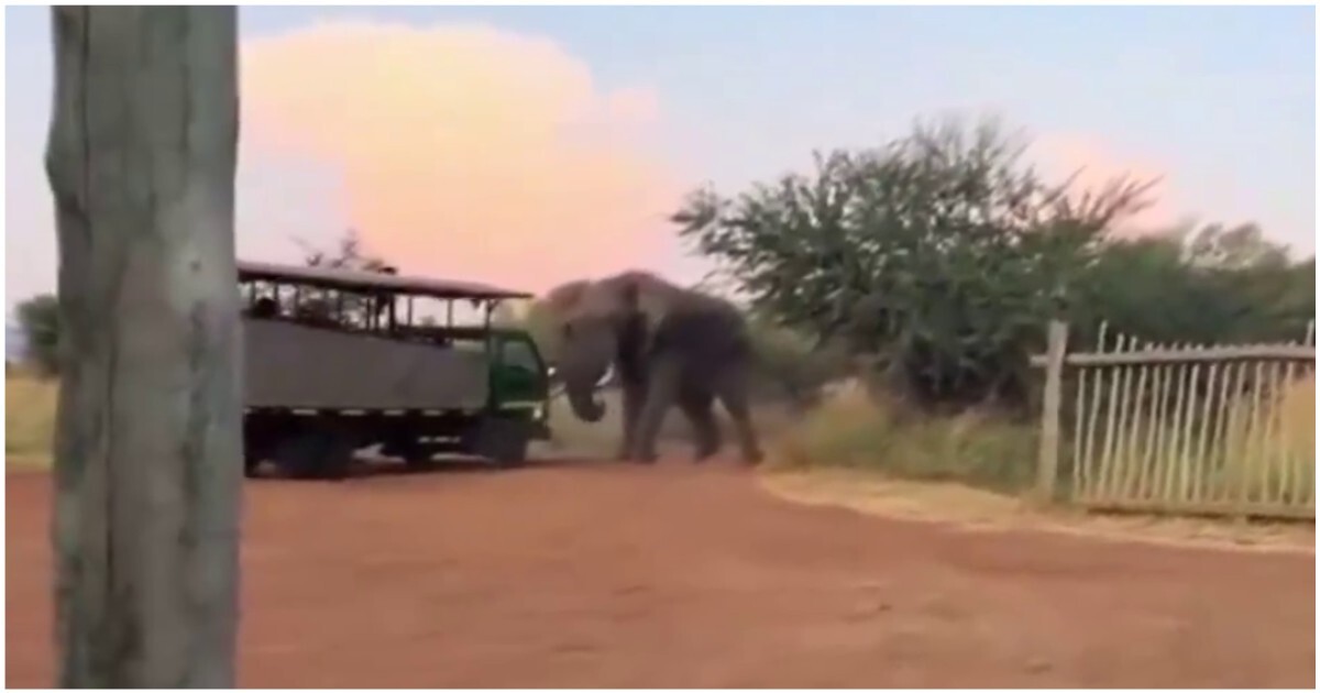 Слон напугал туристов