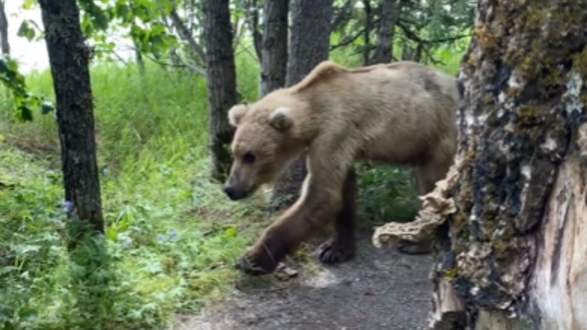 Турист повстречался с медведем возле своей палатки