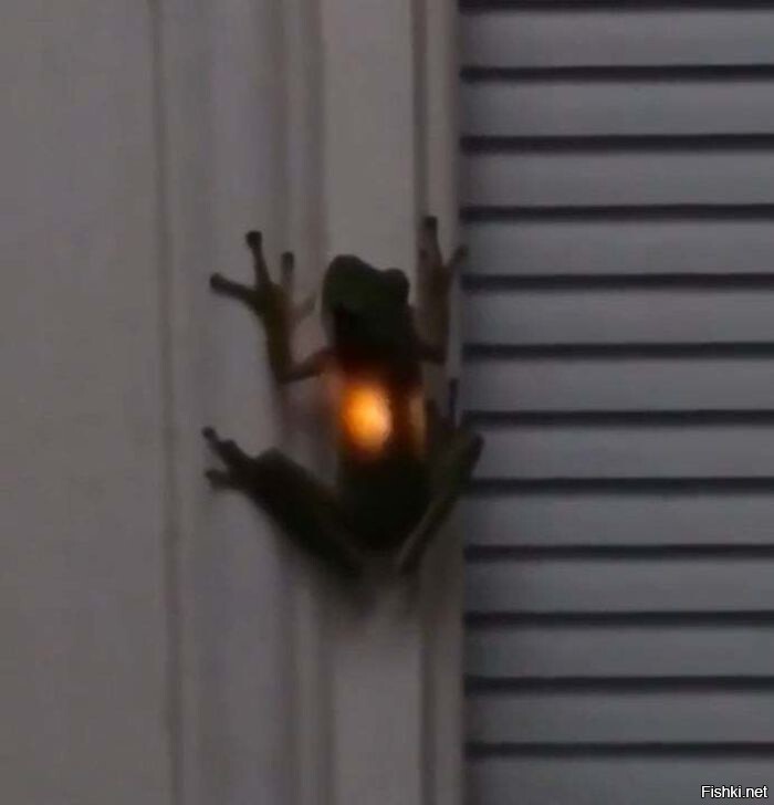 Лягушка съела светлячков