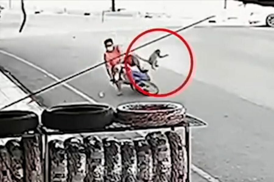 Голодная обезьяна прыгнула на скутер и устроила аварию