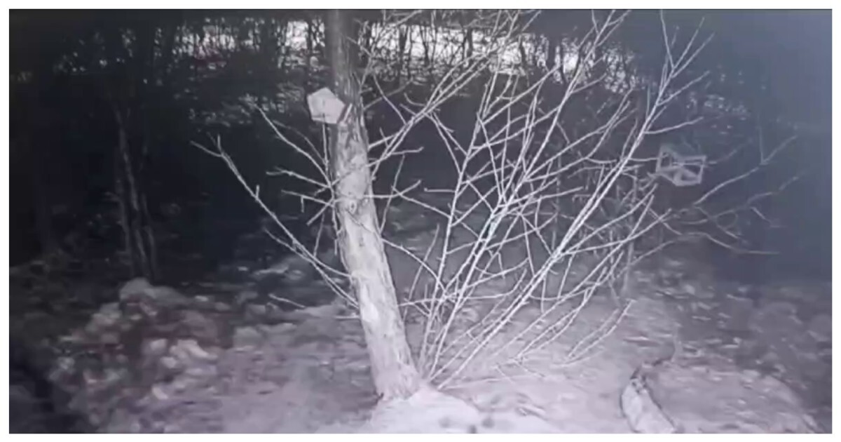 Таинственный похититель свиного жира в Забайкалье попал на видео
