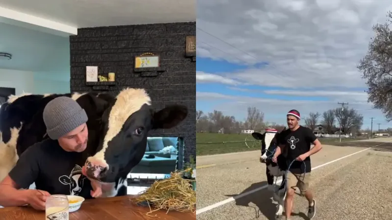 Парень показал свою жизнь с коровой в доме