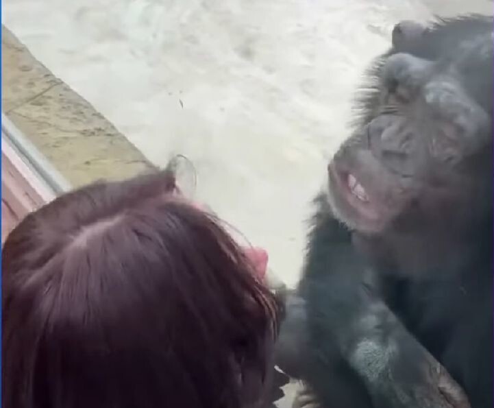 Шимпанзе несколько раз поцеловался с посетительницей зоопарка через стекло