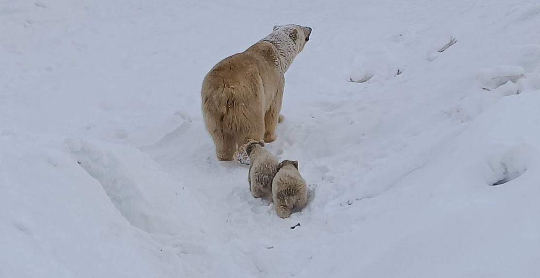 Белая медведица научила медвежат кататься с горки