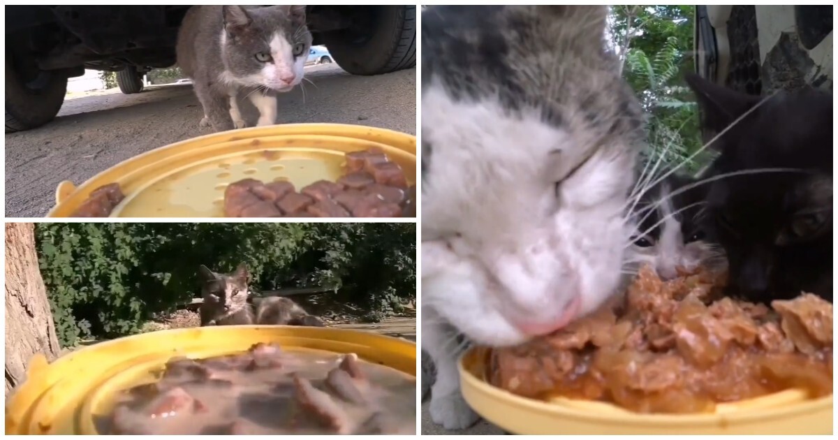 Доставка еды голодным котикам