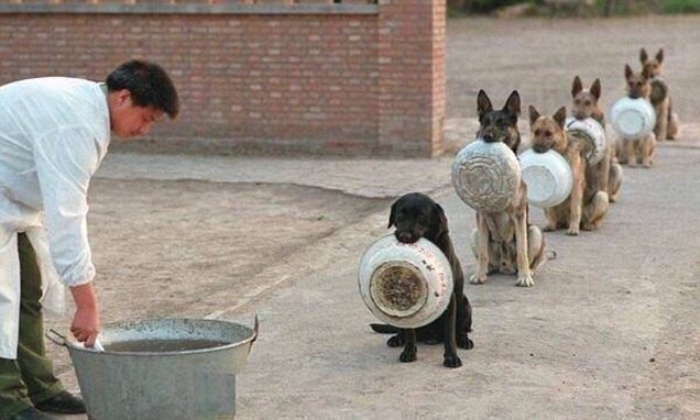 Правда ли, что служебные собаки стоят за едой в очередях? Да ещё и со своей посудой!