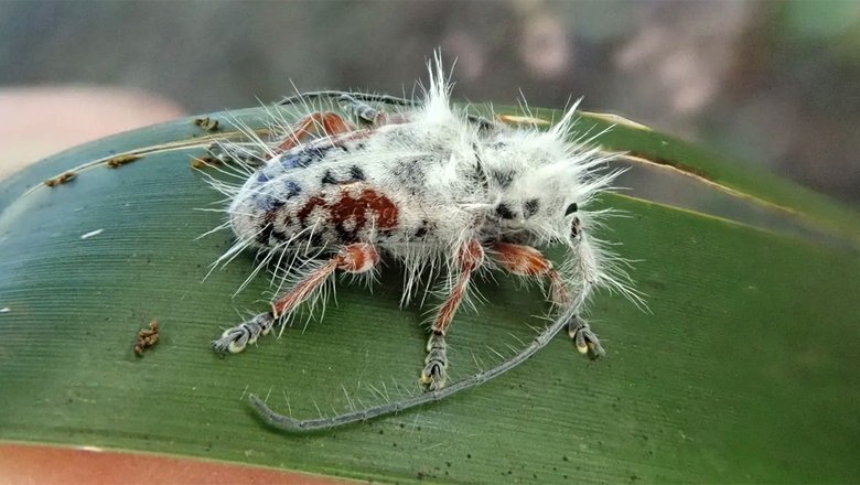 Обнаружен новый вид «жука-панка»
