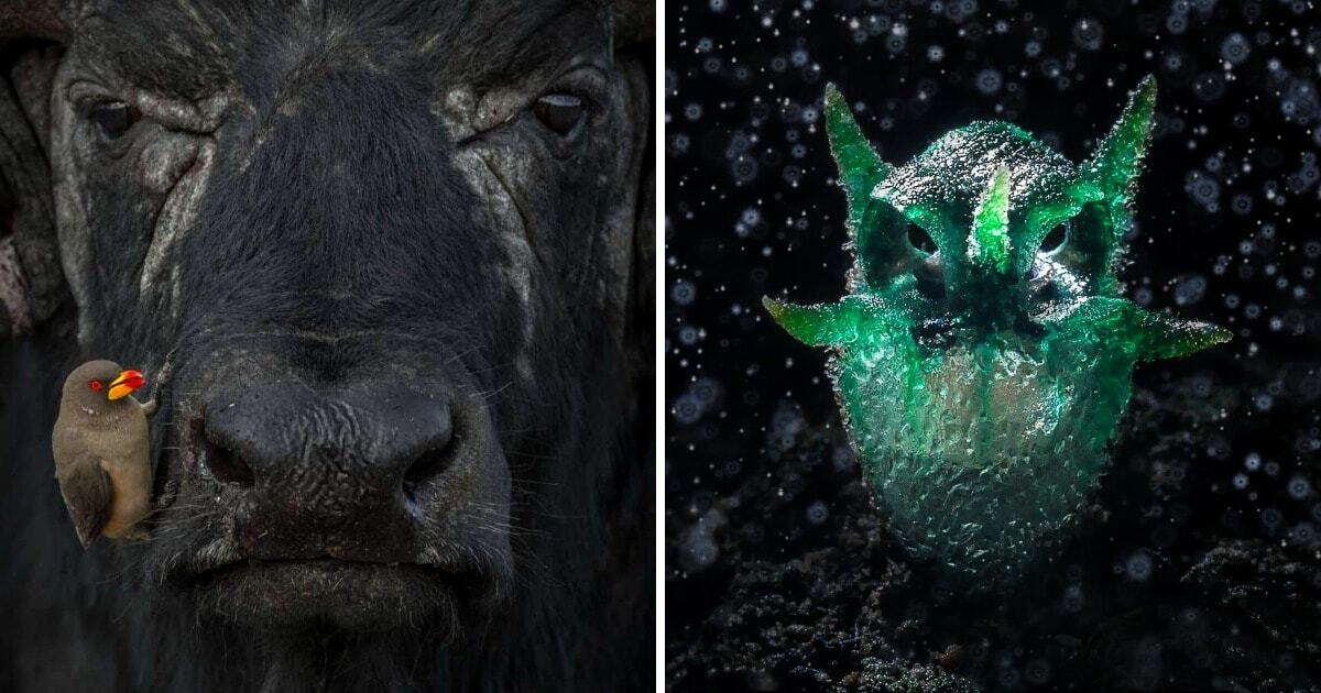 15 впечатляющих снимков дикой природы, ставших победителями мирового конкурса 2024 года