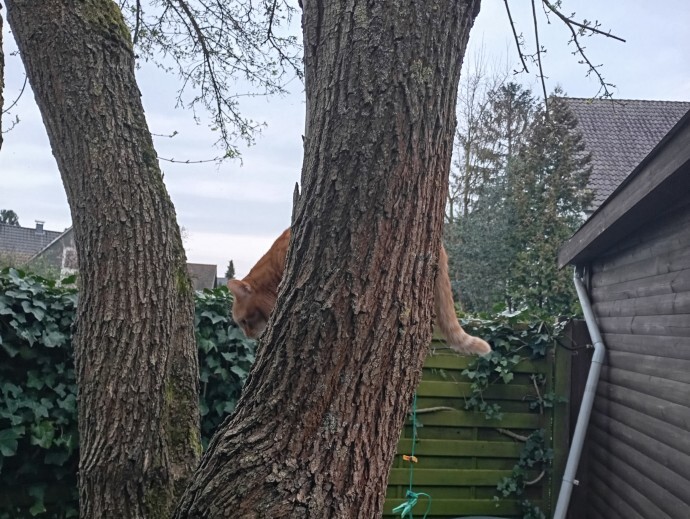Рыжий кот и не сильно удобное дерево